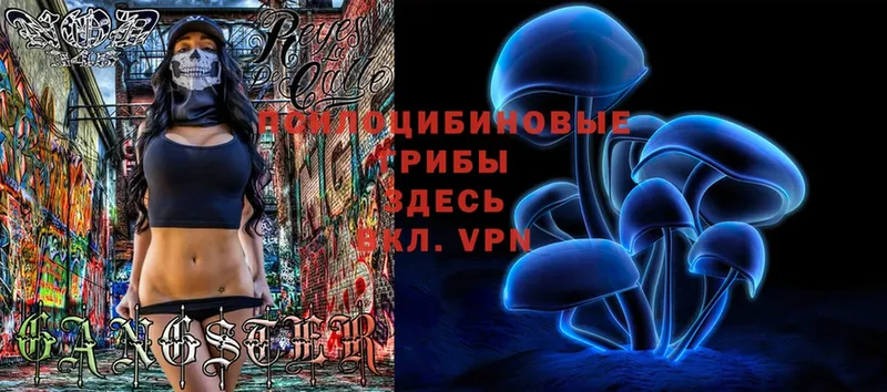 Галлюциногенные грибы Magic Shrooms  Новомичуринск 